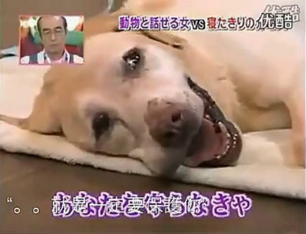 要讓人類聽懂動物的語言，AI還需克服哪些難題？
