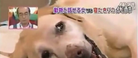 要讓人類聽懂動物的語言，AI還需克服哪些難題？