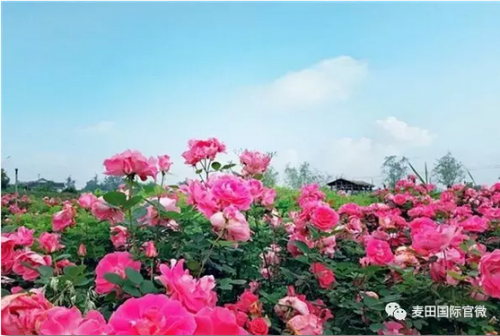 麥田國際——麥田里的守望者，“互聯(lián)網(wǎng)+農(nóng)業(yè)”的先行者