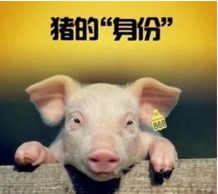 智能化養(yǎng)豬系統(tǒng)，現(xiàn)代化農(nóng)業(yè)發(fā)展之路