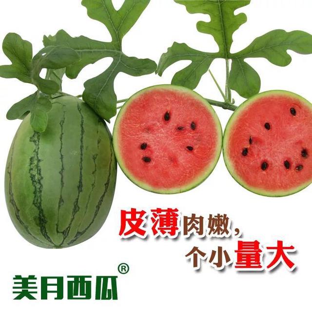 互聯網+農業(yè)發(fā)展模式｜海南特色連皮一起吃的小西瓜—美月西瓜