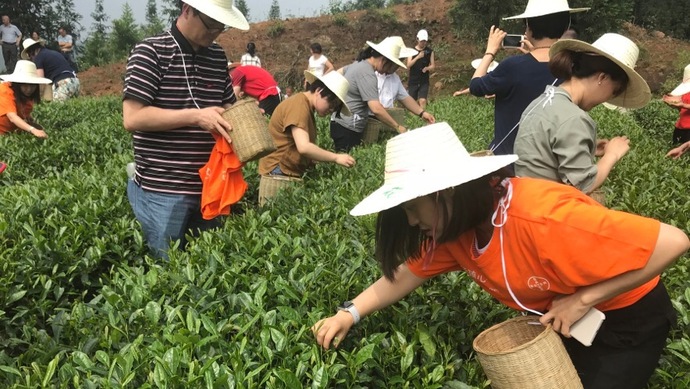 這片北緯30°的優(yōu)質(zhì)茶園，探索了產(chǎn)業(yè)扶貧擁抱“互聯(lián)網(wǎng)+“新路