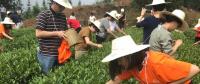 這片北緯30°的優(yōu)質(zhì)茶園，探索了產(chǎn)業(yè)扶貧擁抱“互聯(lián)網(wǎng)+“新路