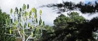 任何風(fēng)向都可以運(yùn)作的風(fēng)力發(fā)電人造樹